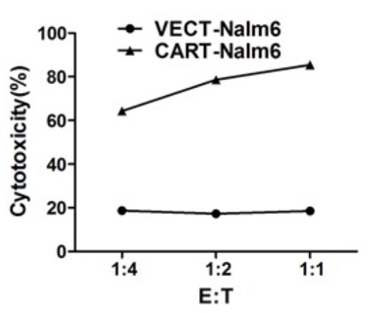 Schematic of LbCpf1 mRNA electroporation combined with AAV-delivered crRNA and HDR template (AAV-Cpf1).